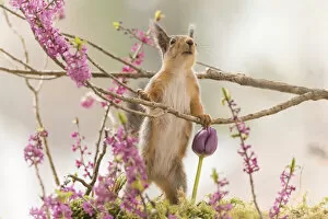 Images Dated 27th April 2021: Red Squirrel standing with Daphne mezereum flower branches and a tulip Date: 27-04-2021
