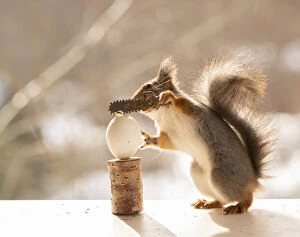 Breakfast Gallery: Red Squirrel standing with a egg and chainsaw     Date: 19-03-2021