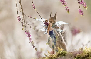Red Squirrel Collection: Red Squirrel standing behind a fairy