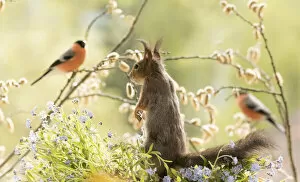 Finch Collection: red squirrel is standing with forget me not flowers and bullfinch