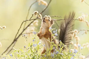 Branch Plant Part Gallery: red squirrel is standing with forget me not flowers Date: 24-05-2021