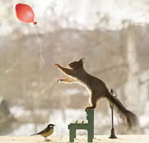 Red Squirrels playing Gallery: red squirrel is standing with great tit, balloon, a bench and lantern Date: 08-03-2021