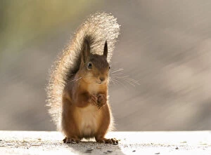 Images Dated 10th October 2021: Red Squirrel standing on the ground Date: 07-10-2021