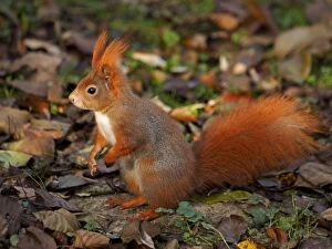 Vulgaris Gallery: Red Squirrel standing on hind legs Autumn
