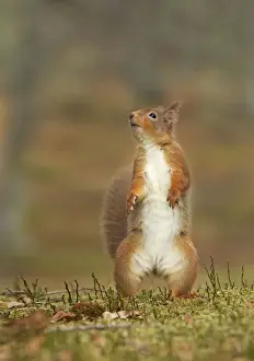 February Prints: Red Squirrel - standing on hind legs - February - Scotland - UK