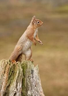 Images Dated 19th February 2011: Red Squirrel - standing on hind legs on old tree stump - February - Scotland - UK