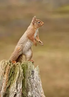 February Prints: Red Squirrel - standing on hind legs on old tree stump - February - Scotland - UK