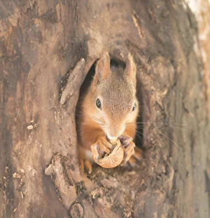 Images Dated 4th September 2021: red Squirrel standing in a hole from a tree Date: 03-09-2021