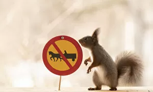Images Dated 15th April 2021: Red Squirrel standing with a No horse-drawn vehicles sign