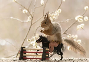 Riding Gallery: Red Squirrel standing on a horse with obstacle     Date: 07-05-2021