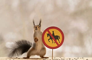 Images Dated 13th April 2021: Red Squirrel standing with a No horse riding road sign