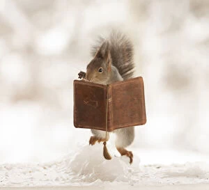 Images Dated 4th March 2021: red squirrel is standing on ice with an book Date: 22-02-2021