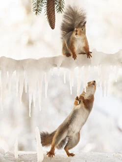 Pinecone Gallery: Red squirrel is standing on a ice branch another hold icicles looking up Date: 13-02-2021