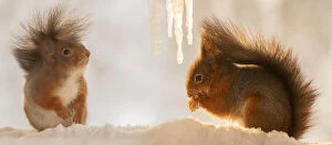 Images Dated 27th February 2021: Red Squirrel are standing with icicles Date: 20-01-2021