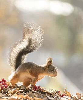 Images Dated 9th October 2021: Red Squirrel standing on leaves Date: 09-10-2021