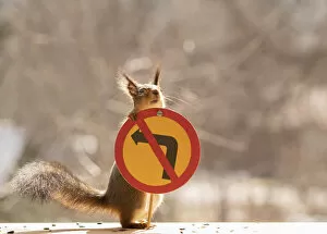 No People Gallery: Red Squirrel standing with a No left/right turn in the junction sign Date: 15-04-2021