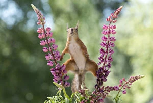 Images Dated 28th February 2021: red squirrel standing between lupine flowers looking at the viewer