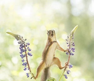 Images Dated 24th June 2021: Red Squirrel standing between lupine flowers with open mouth Date: 24-06-2021