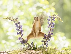 Images Dated 25th June 2021: Red Squirrel standing between lupine flowers with open mouth Date: 24-06-2021