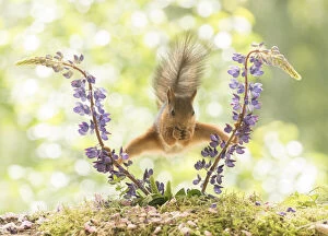 Images Dated 24th June 2021: Red Squirrel standing between lupine flowers in a split Date: 24-06-2021