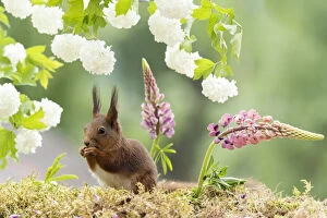 Images Dated 25th March 2021: red squirrel standing in front of lupines flowers Date: 14-06-2018