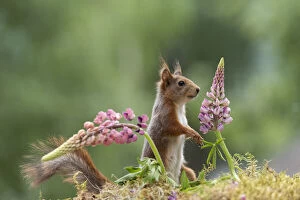Images Dated 25th March 2021: red squirrel standing behind lupines flowers Date: 14-06-2018