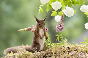 Images Dated 25th March 2021: red squirrel standing with lupines and snowball bush Date: 14-06-2018