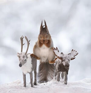 Images Dated 24th February 2021: Red squirrel is standing on a moose and reindeer in a split Date: 14-01-2021