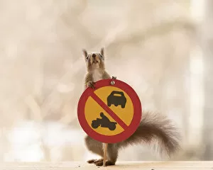 Images Dated 14th April 2021: Red Squirrel standing with a No motor vehicles other than class II mopeds road sign