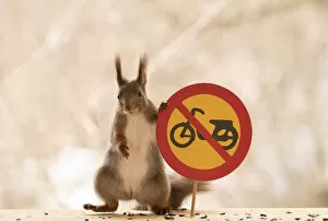 Images Dated 14th April 2021: Red Squirrel standing with a No motorcycles or class I mopeds road sign