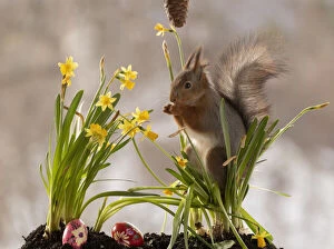 Images Dated 22nd March 2021: Red Squirrel standing with narcissus and eggs