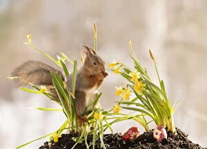 Images Dated 22nd March 2021: Red Squirrel standing on narcissus and eggs