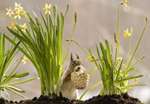 Images Dated 22nd March 2021: Red Squirrel standing behind narcissus holding a basket with eggs