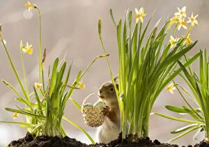 Images Dated 22nd March 2021: Red Squirrel standing behind narcissus holding a basket with egg