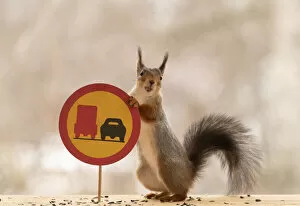 Images Dated 12th April 2021: Red Squirrel standing with a No overtaking with a heavy truck road sign Date: 12-04-2021