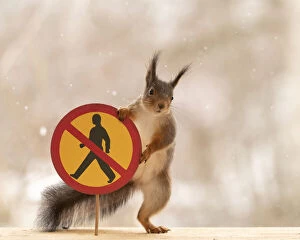 Images Dated 12th April 2021: Red Squirrel standing with a No pedestrians road sign