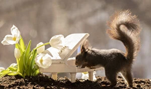 Show Collection: Red Squirrel standing behind a piano with tulips