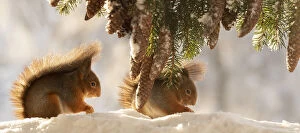 Images Dated 27th February 2021: Red Squirrel standing under pinecones branches in the snow Date: 26-01-2021