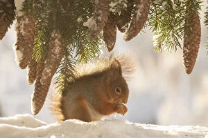 Images Dated 27th February 2021: Red Squirrel is standing under pinecones in the snow Date: 26-01-2021
