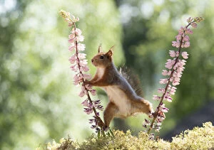 Images Dated 27th February 2021: Red Squirrel is standing between pink lupine flowers Date: 11-06-2018