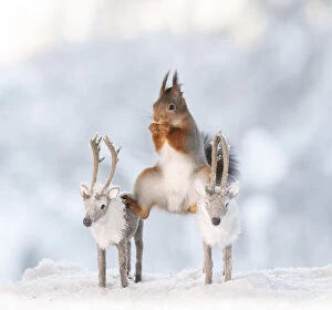 Images Dated 24th February 2021: Red squirrel is standing on two reindeer in a split Date: 16-01-2021