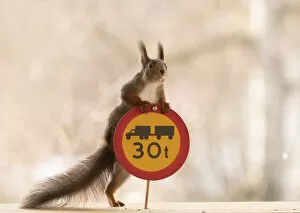 Images Dated 15th April 2021: Red Squirrel standing with a Restricted gross weight of vehicle and vehicle combination sign Date