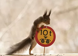 Images Dated 14th April 2021: Red Squirrel standing with a Restricted weight on double axle road sign;