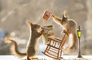 Images Dated 8th March 2021: red squirrel standing on a rocking chair another holding a newspaper