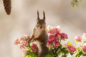 Images Dated 8th April 2021: Red Squirrel standing between roses