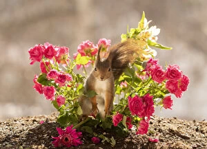 Red Squirrel standing between roses and daisy Date: 08-04-2021