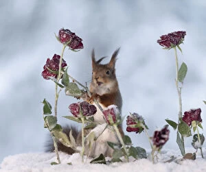 Red Squirrel is standing between roses Date: 20-01-2021