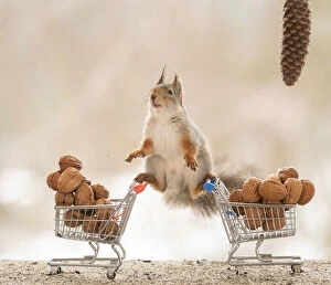 Images Dated 1st April 2021: Red Squirrel standing on shopping cart with wallnuts