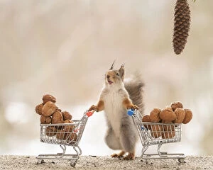 Pinecone Gallery: Red Squirrel standing behind shopping cart with wallnuts Date: 28-03-2021