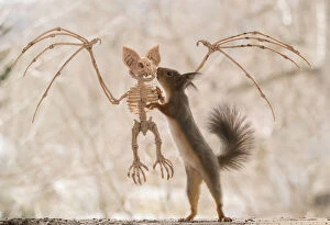Red Squirrel standing on a skeleton bat Date: 24-04-2021